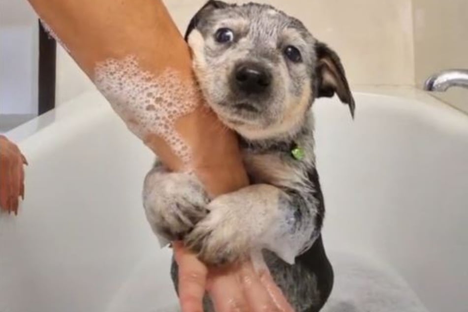 It's clear that this little dog does not want to let go of his mom.