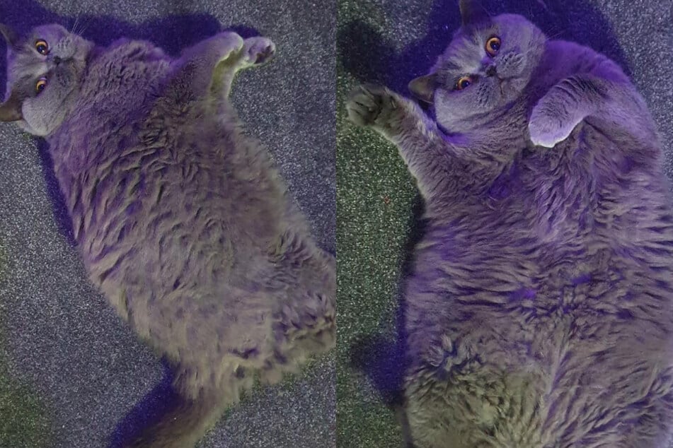 Now this cat is even fatter.