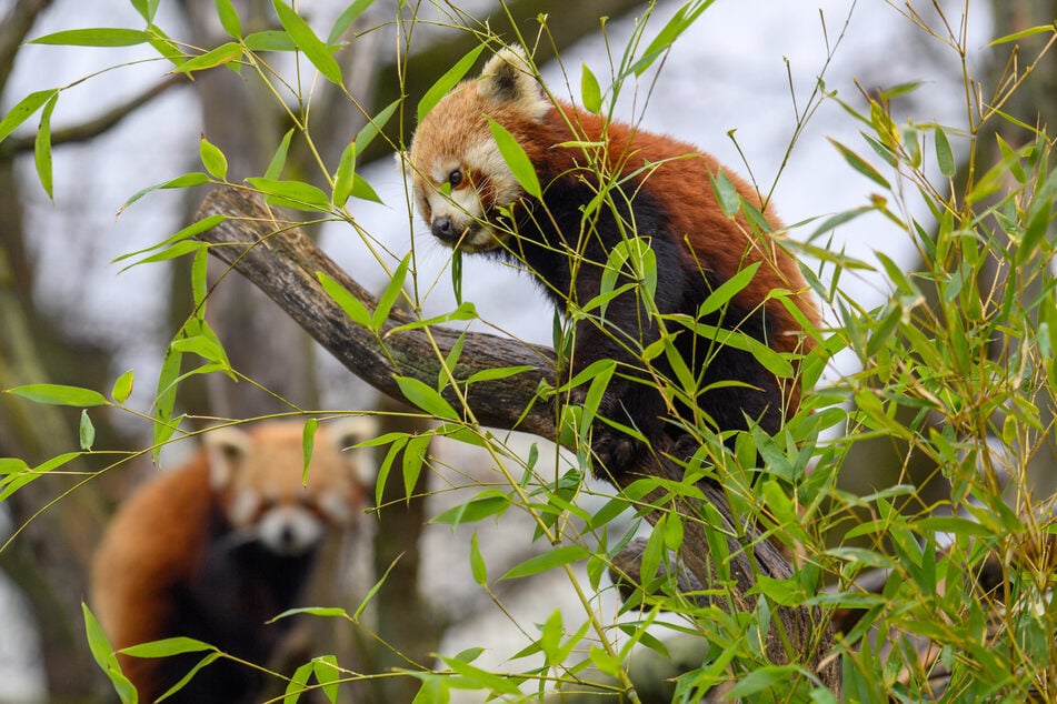 Eine Führung im Zoo Magdeburg wird am Samstag mit Kaffee und Kuchen abgerundet.