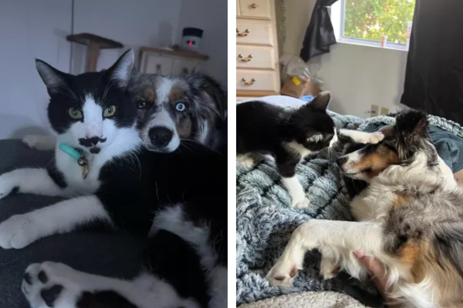 In order to ease their dog's anxiety, Bear's owners got her a cat sibling!