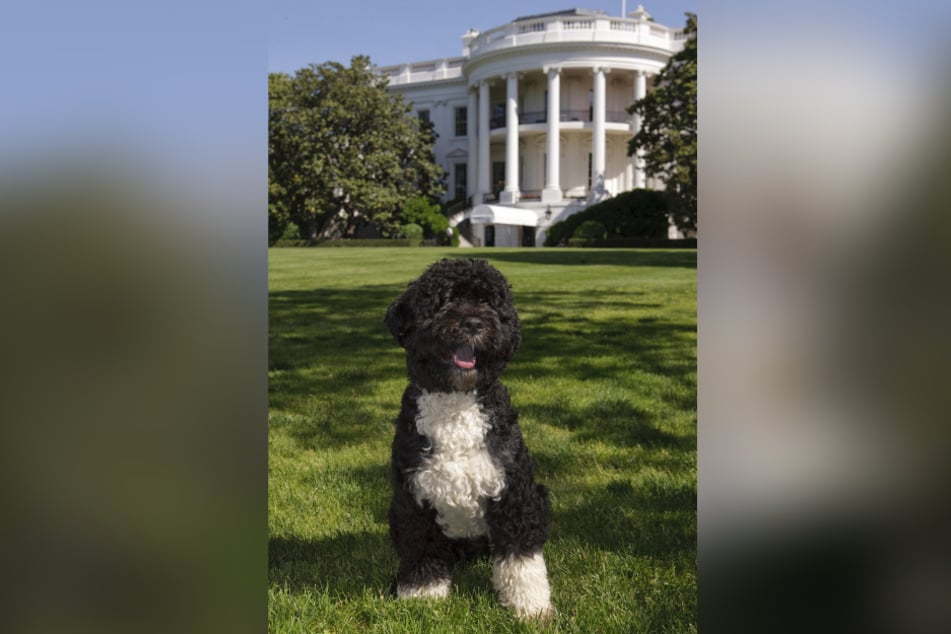 Bo, former President Barack Obama's pet dog, became an international media sensation.