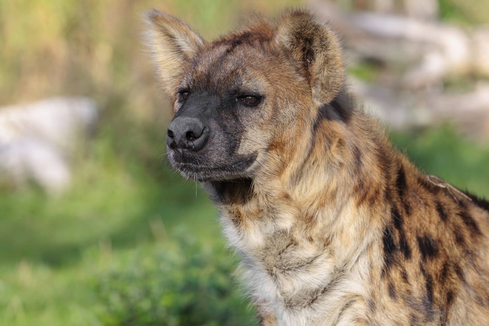 The spotted hyena may have returned to Egypt for the first time in more than 5,000 years.