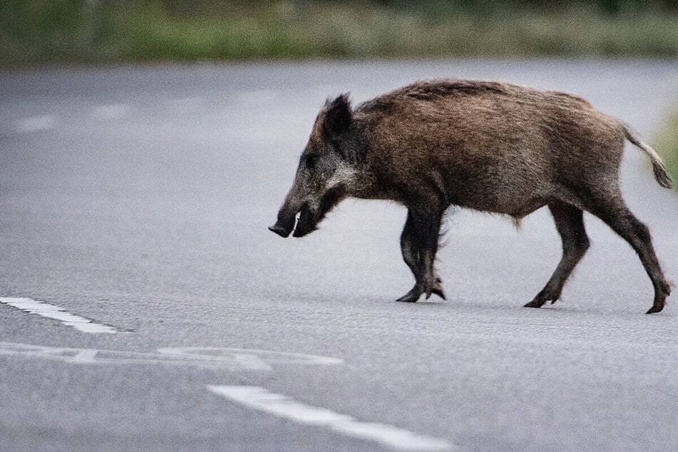 Unfall A61: Riesen-Sauerei auf der A61: Wildschweine nach Unfall auf 150 Metern verteilt