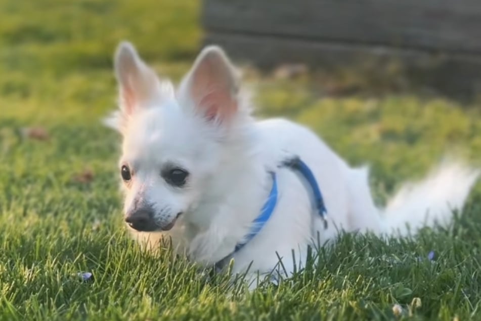 Chihuahua Peep war seiner Familie jahrelang ein treuer Begleiter. Doch es endete bitter für ihn.