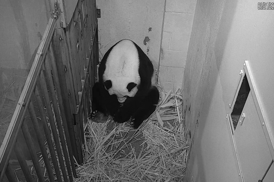 Pandadame Mei Xiang brachte im August im Zoo Washington ihr Junges auf die Welt.