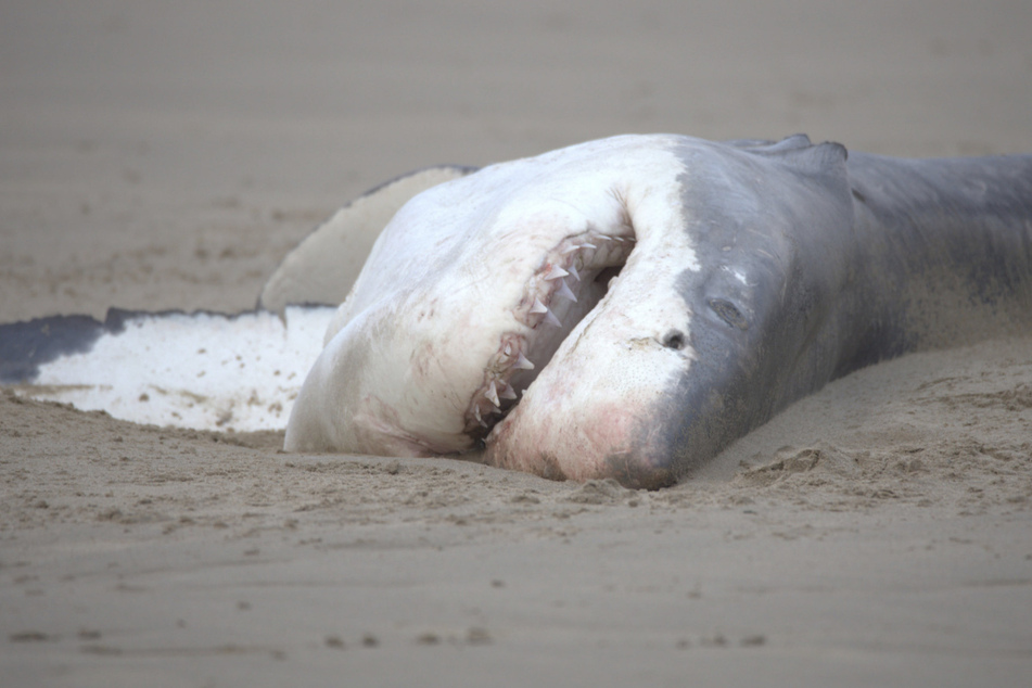Die Aufnahme zeigt einen toten Weißen Hai am Strand von Südafrika.