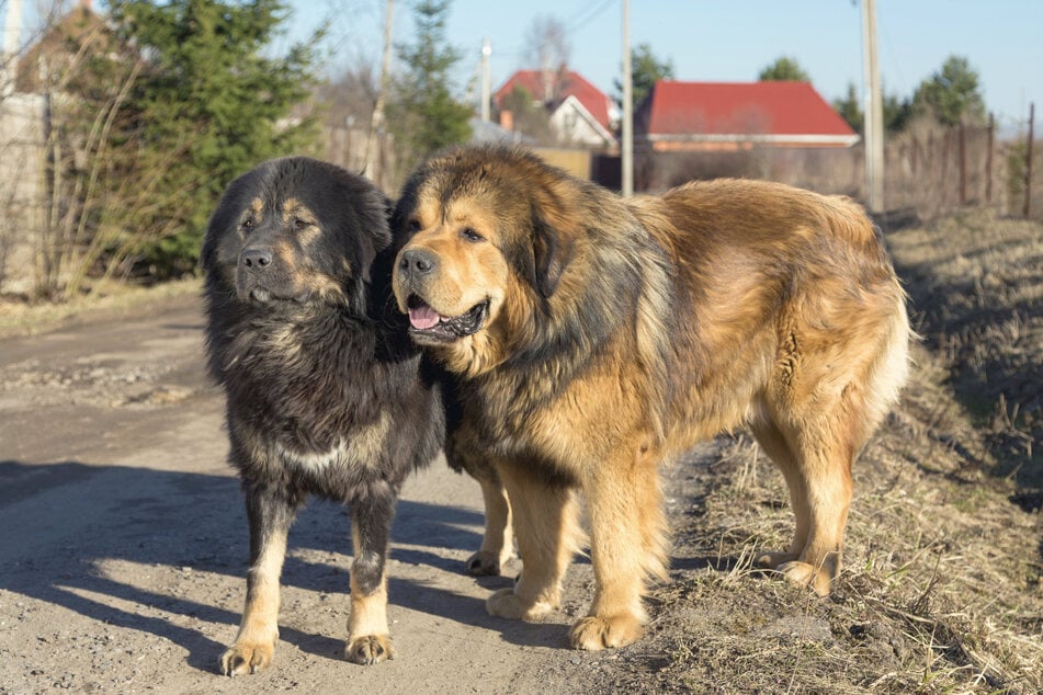 Tibetan mastiffs are incredibly friendly, and will easily make friends!