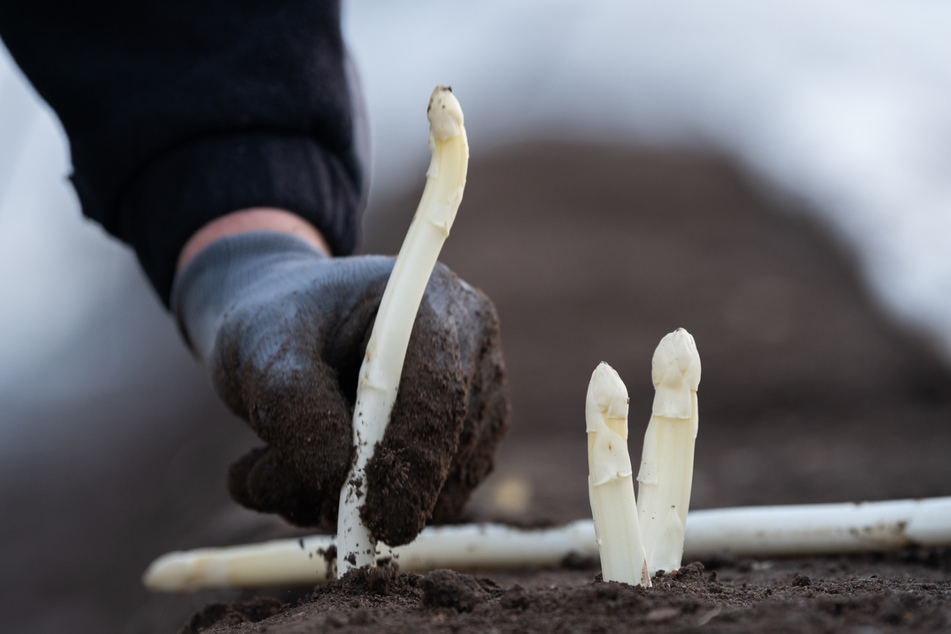 Ein Arbeiter erntet auf einem Spargelfeld Spargel. (Archivbild)