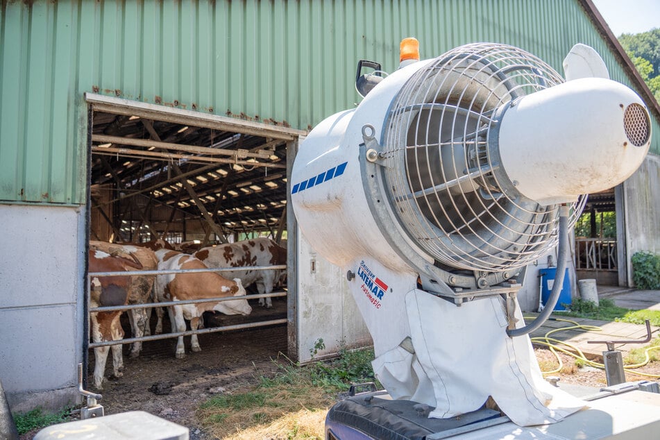 Eine Schneekanone versorgt 150 Milchkühe in Oberfranken mit einer frischen Brise bei den hohen Temperaturen.