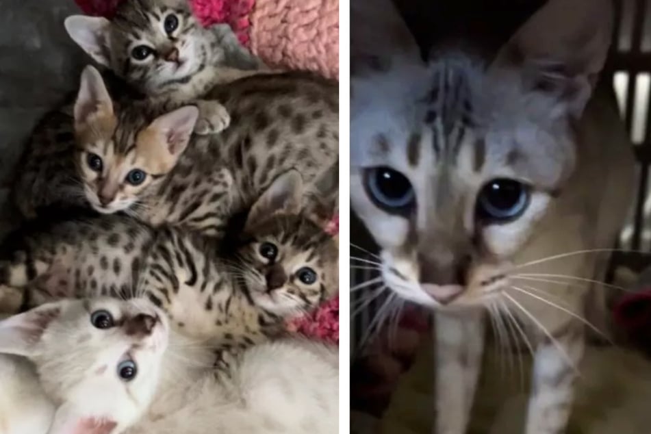 Savannah cat Khaleesi gave birth to five healthy kittens.