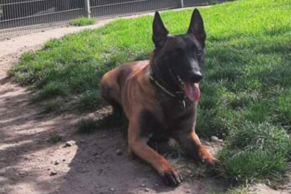 Der hübsche Schäferhund hat viel Potenzial, bei den richtigen Menschen ein treuer Begleiter für immer zu werden.