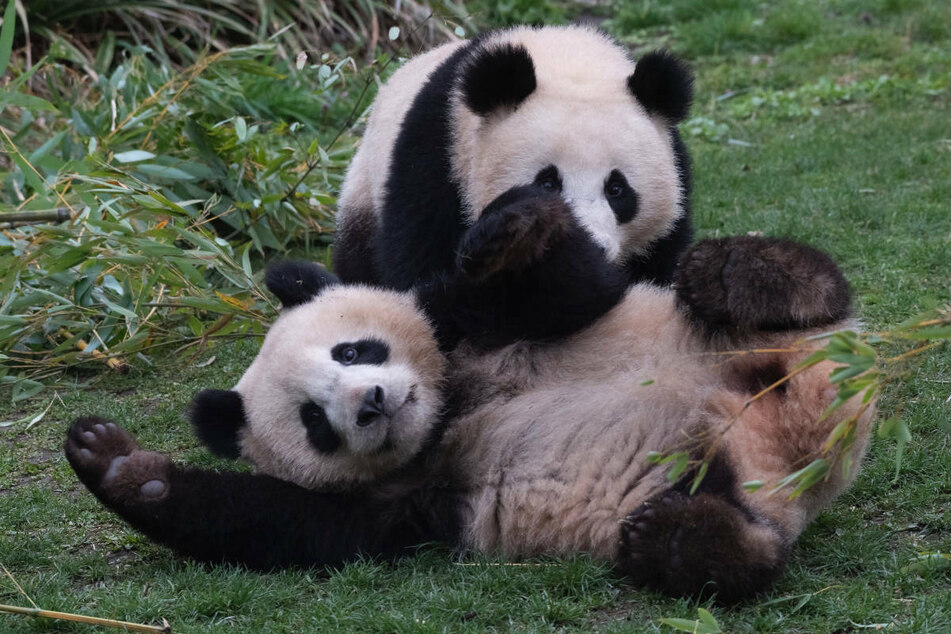 Die Panda-Zwillinge Pit und Paule spielen in ihrem Gehege im Berliner Zoo ausgelassen miteinander. Am Dienstag werden die Bärenbrüder zwei Jahre alt.