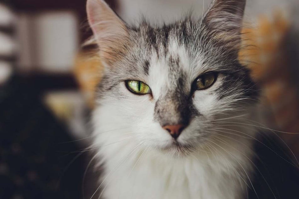 Is your cat a little bit bored and looking for attention? That could be why your cat is staring.