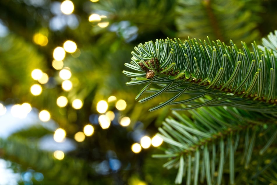 Muss man einen Weihnachtsbaum gießen, damit er schön dicht und grün bleibt?