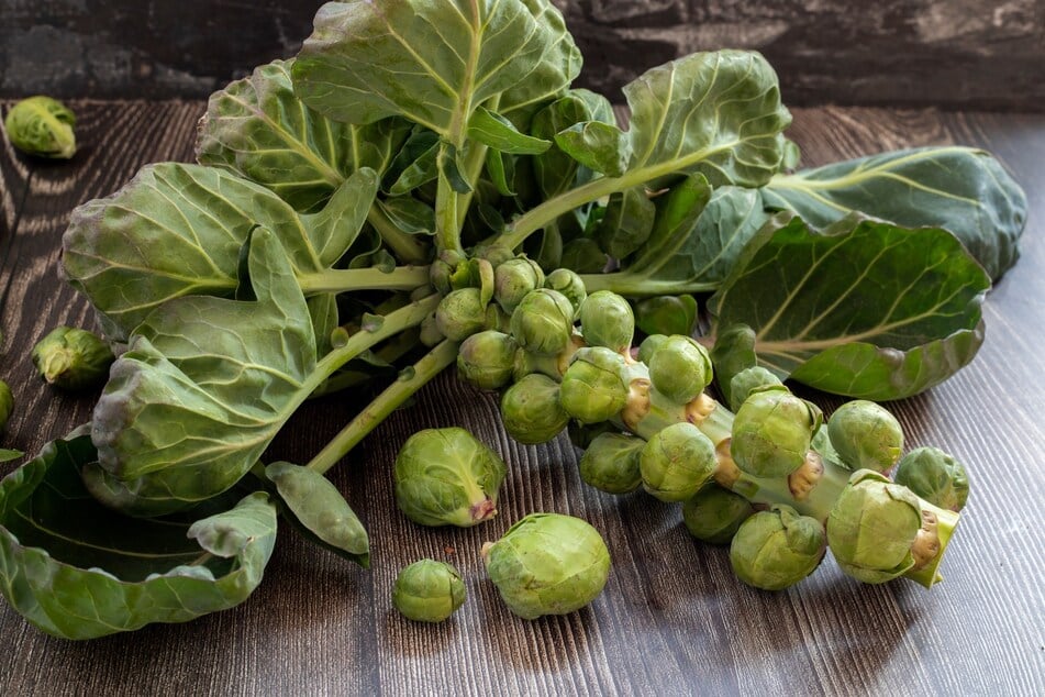 Bevor man Rosenkohl ernten kann, muss man darauf warten