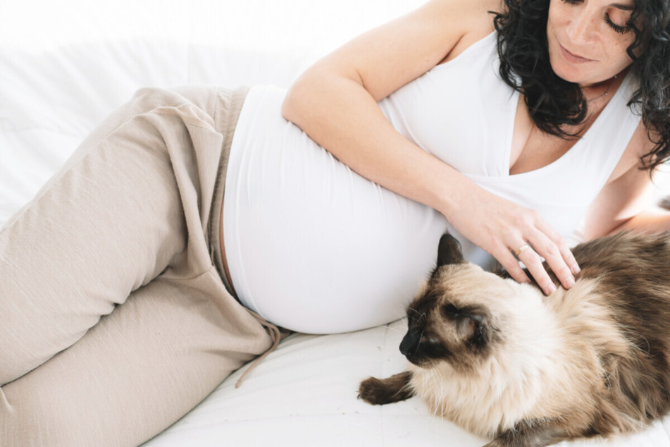 Cats will notice the change in a pregnant woman's body odor more than humans.