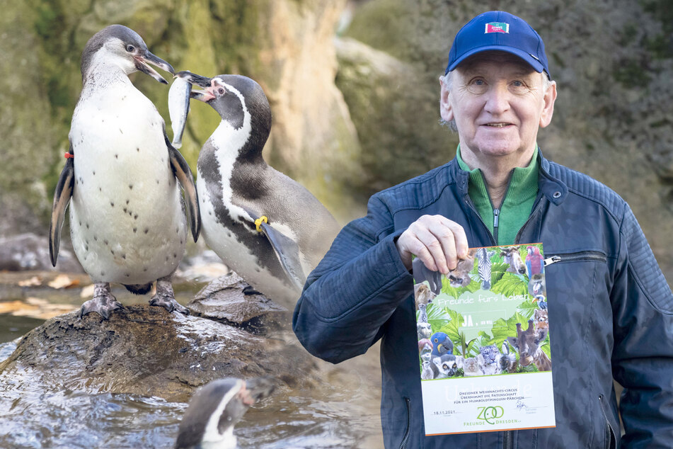 Dresdner Weihnachts-Circus: Zoo-Pinguine haben zwei neue Paten