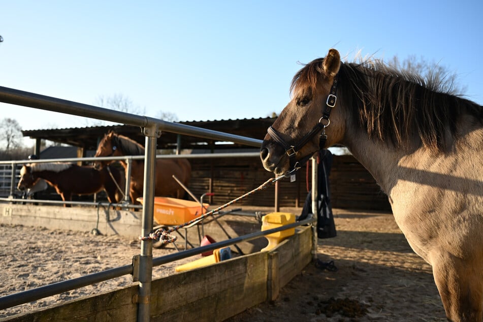 Nach der Überweisung von 17.000 Euro kam der Radlader für die Reitschule nie an.