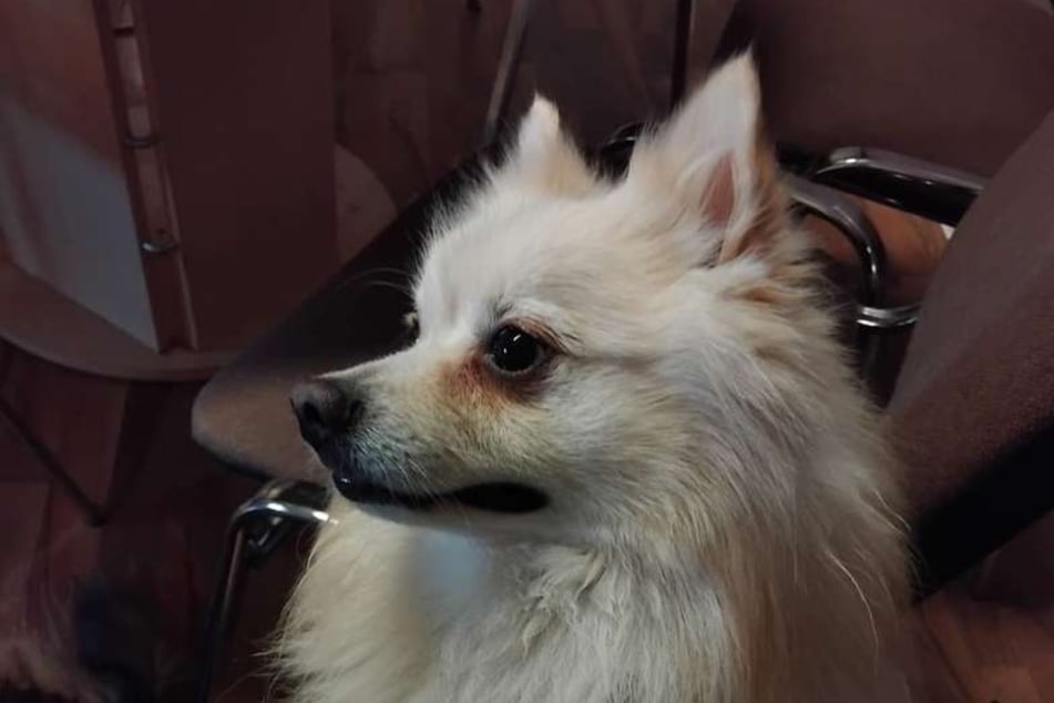 Nicht zum ersten Mal hofft Lucky darauf, endlich von einer liebevollen Familie adoptiert zu werden.