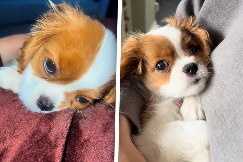 Cachorro de perro celebrado por millones: la razón es tan simple
