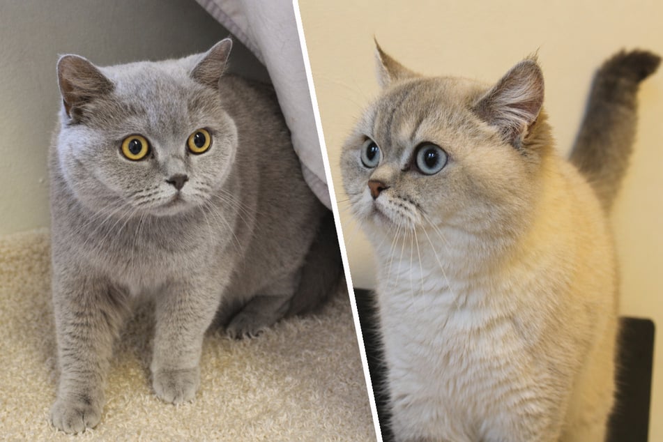 Die Britisch-Kurzhaar-Katzen Perifee (l.) und Snowy möchten zusammen mit ihrem Freund Ponpon in ein neues Zuhause ziehen.