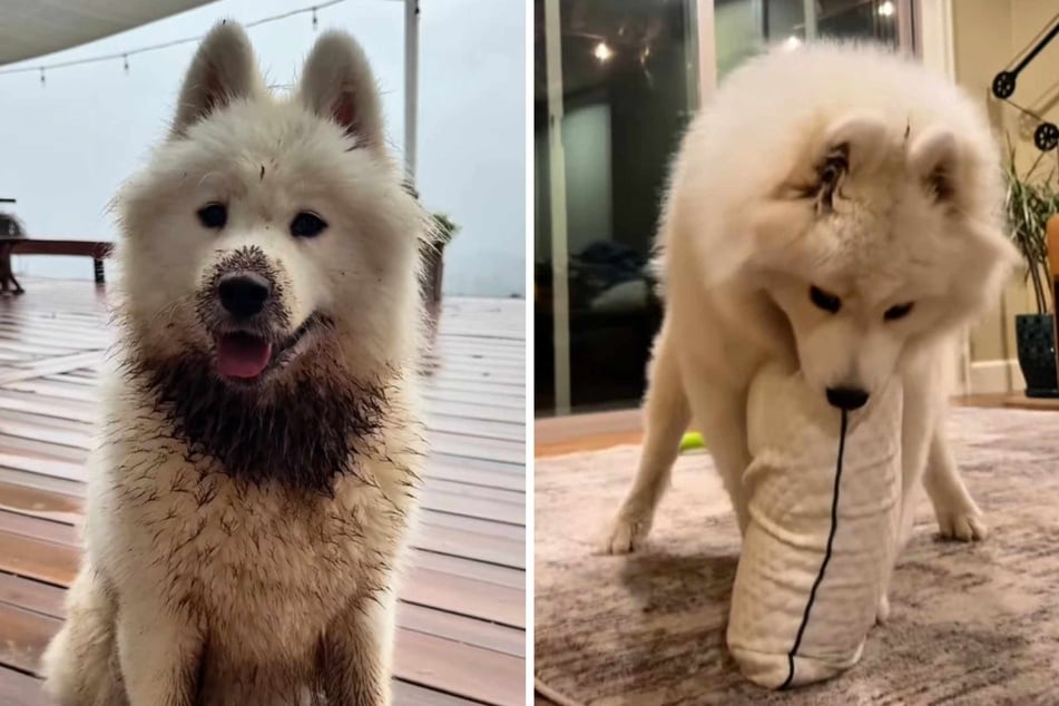 Dog surprises new owner with her wild antics: "Somehow she's getting worse!"