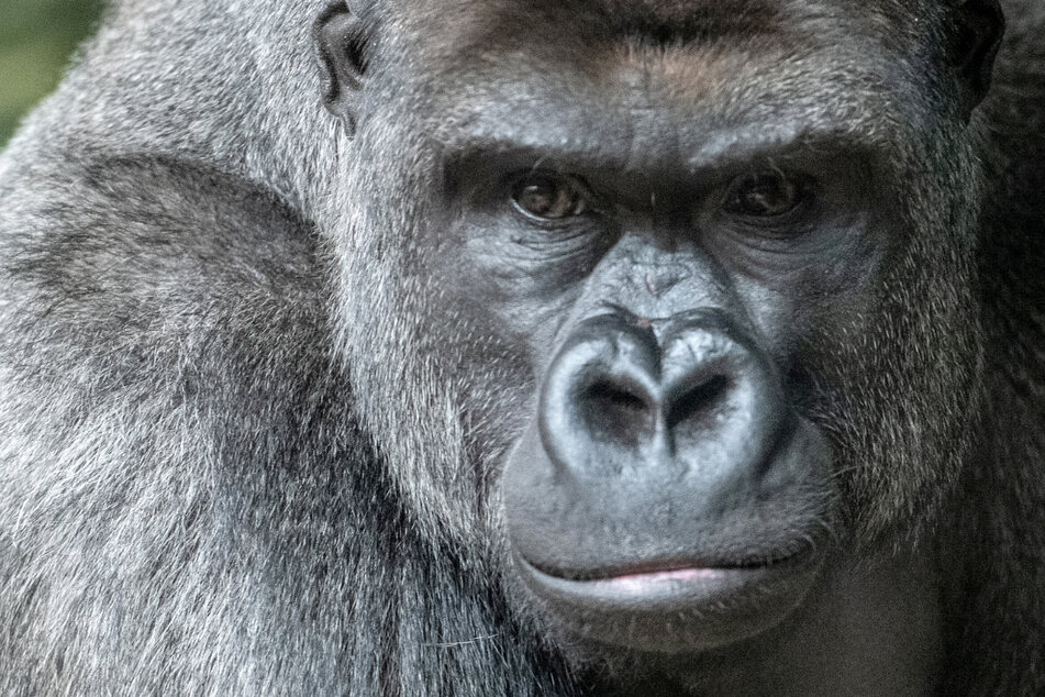Solch ein Silberrücken-Gorilla kann bis zu 35 Jahre alt werden, wenn nicht zuvor Wilderer zuschlagen. (Archivbild)