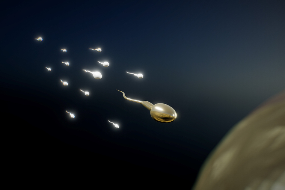 Der Abwärtstrend in der Konzentration der Spermien ist schon länger bekannt.