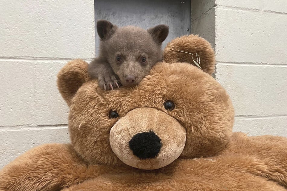 Das neue Lieblings-Kuscheltier des kleinen Schwarzbär-Babys war schnell klar.