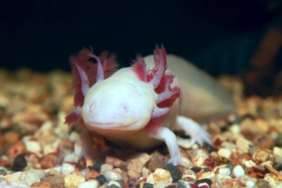 Bei einem weißen Axolotl handelt es sich um eine spezielle Züchtung.