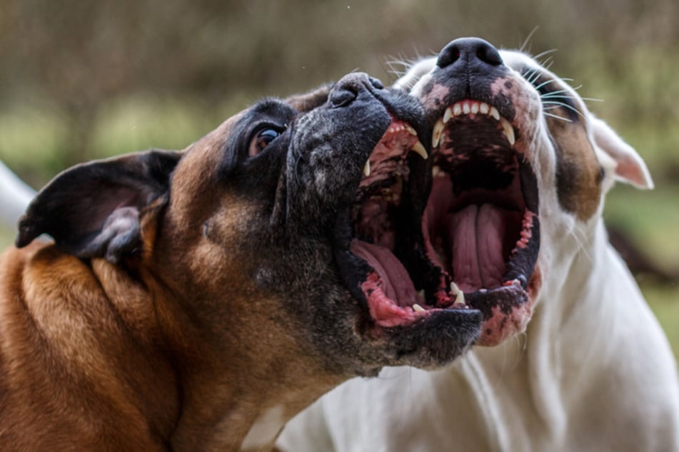 Die Hunde des Bekannten fielen über den Säugling her. (Symbolbild)