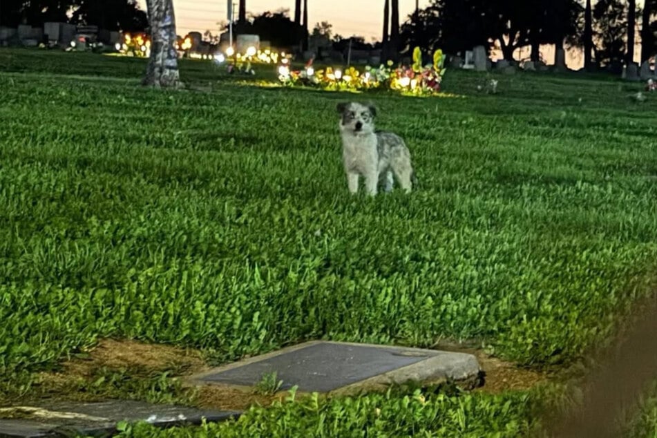 Die beiden Hunde wussten nicht, wie ihnen geschah.