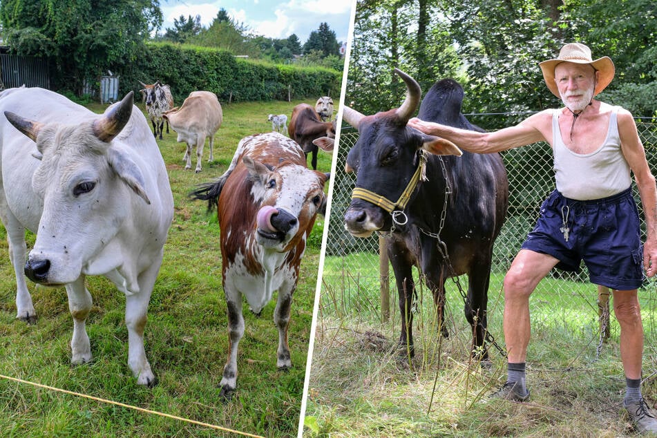 Rinderwirt Hans aus Radeberg sucht einen Nachfolger für seine Herde