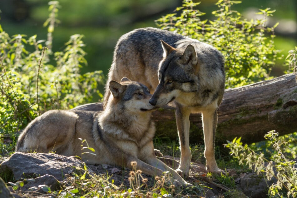 Im Tierpark Hirschfeld dreht sich am Sonntag alles um die Wölfe. (Symbolbild)