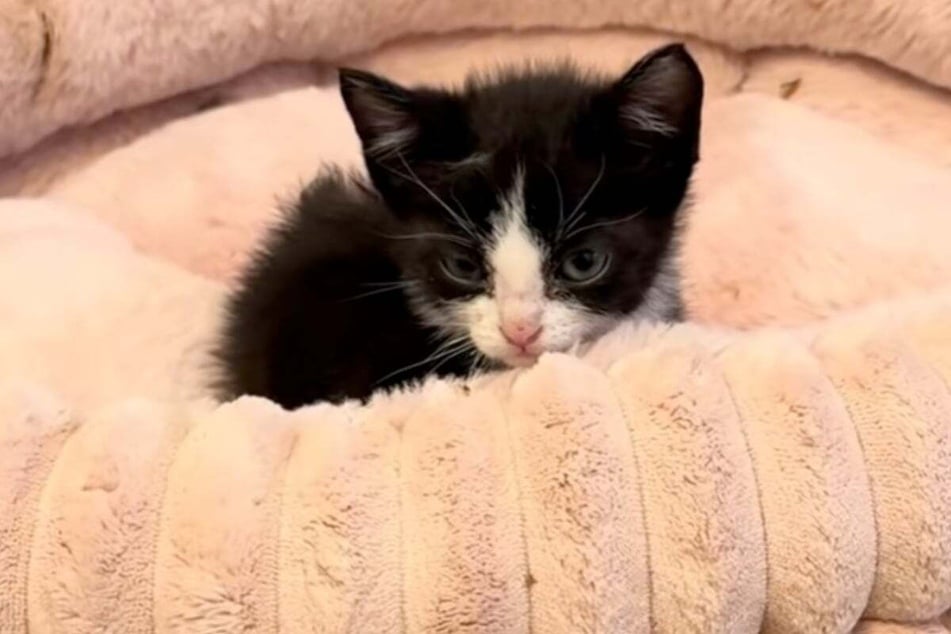 At the end of the video, the tiny cat retreats back into her bed, looking exhausted from all the excitement.