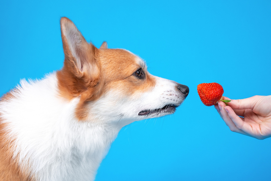 It's OK for a dog to eat strawberries, but too many can be mildly poisonous.