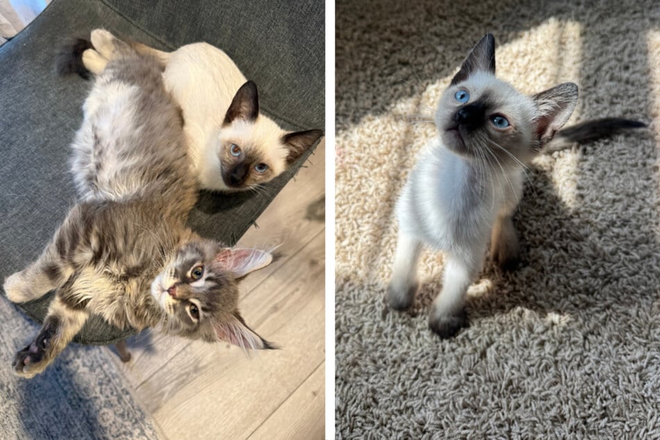 Mindys Tochter verliebte sich unsterblich in eine Siamkatze.