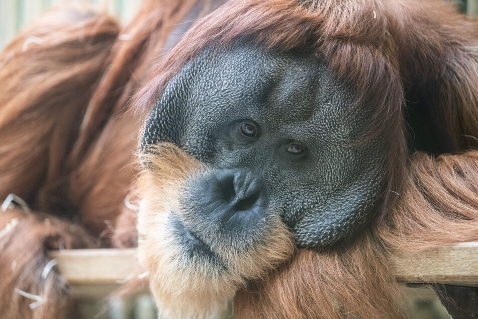 Sächsische Zoos und Tierparks erleichtern ihren Bewohnern mit Beschäftigungstherapie den Lockdown.