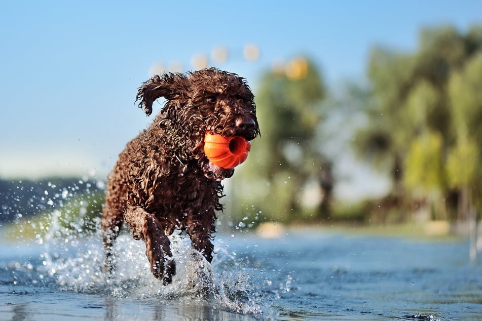 Ein französischer Wasserhund.