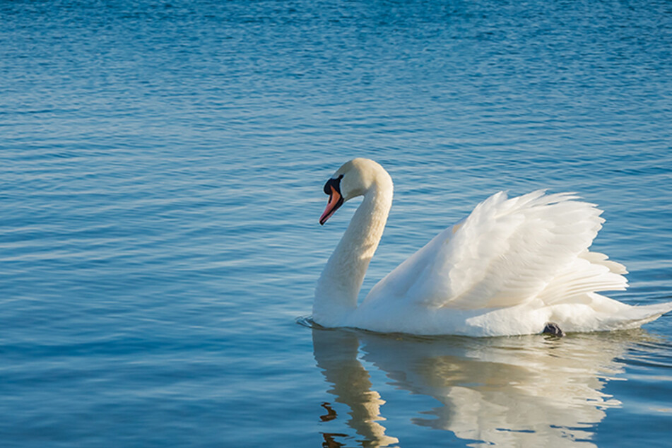Three teens in upstate New York were arrested for killing and eating a swan they claim to have thought was a duck. (symbolic image)