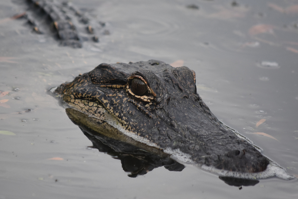 Mehrere Krokodile sollen in den betroffenen Gewässern gewesen sein (Symbolbild).
