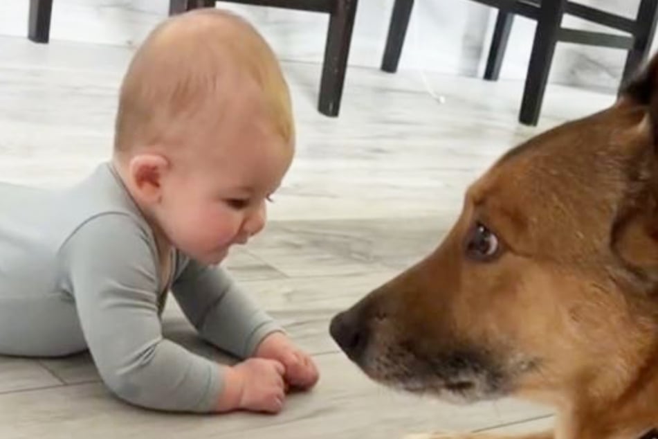 One dog takes adorable steps to trusting its baby brother in viral TikTok
