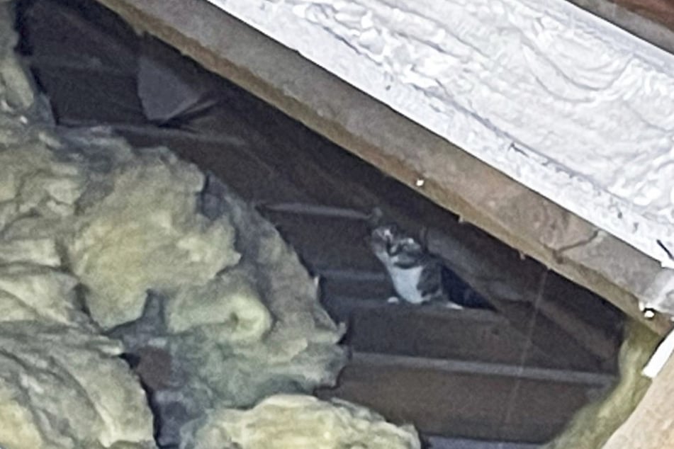 Bei der Renovierung eines Bungalows entdeckte ein Mann eine Katze in seinem Dachboden.