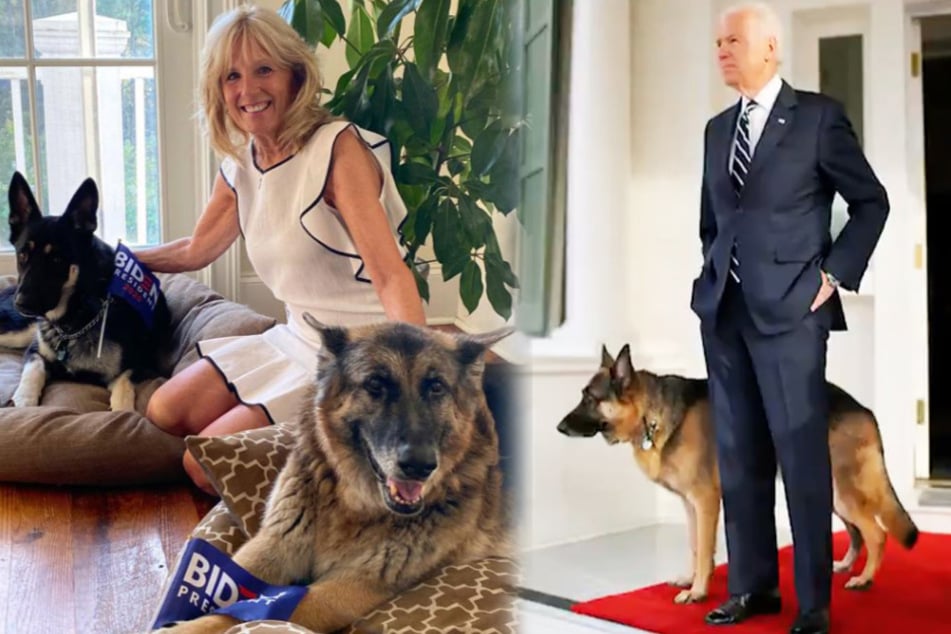 Will Joe Biden's dogs get their own inauguration ceremony?