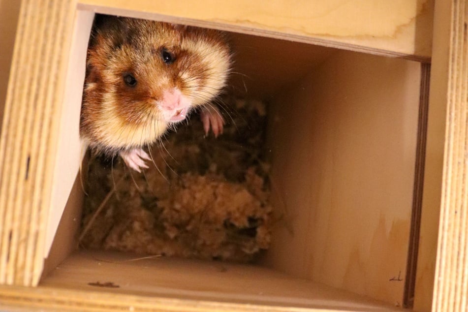 Die einzelgängerischen Tiere kommen in separaten Transportboxen an ihr Ziel.