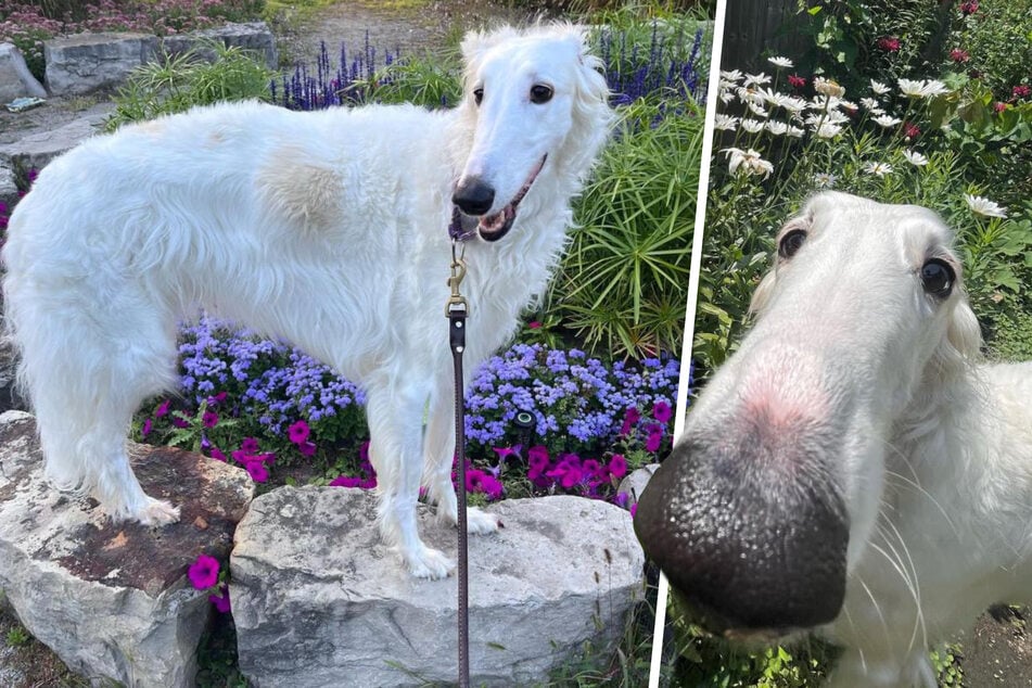 World's longest-nosed dog: The dog with a long snout