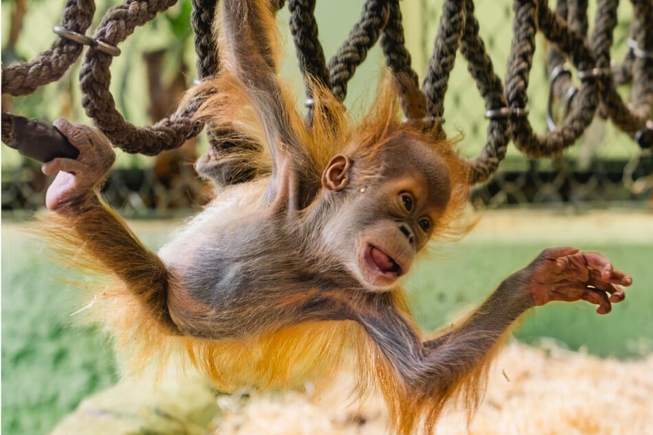 Schon nach einem reichlichen halben Jahr konnte Daria ordentlich klettern.