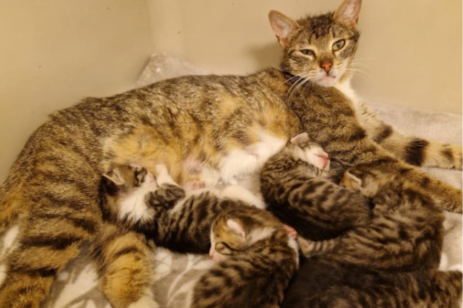 Die Katzen-Mama und ihre fünf Babys haben im Tierheim Köln-Dellbrück ein Übergangszuhause gefunden.