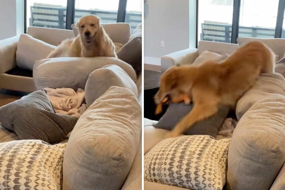 The dog keeps running back and forth on the piece of furniture, and while some of the cushions fall to the floor, the playful pup is having the time of his life.