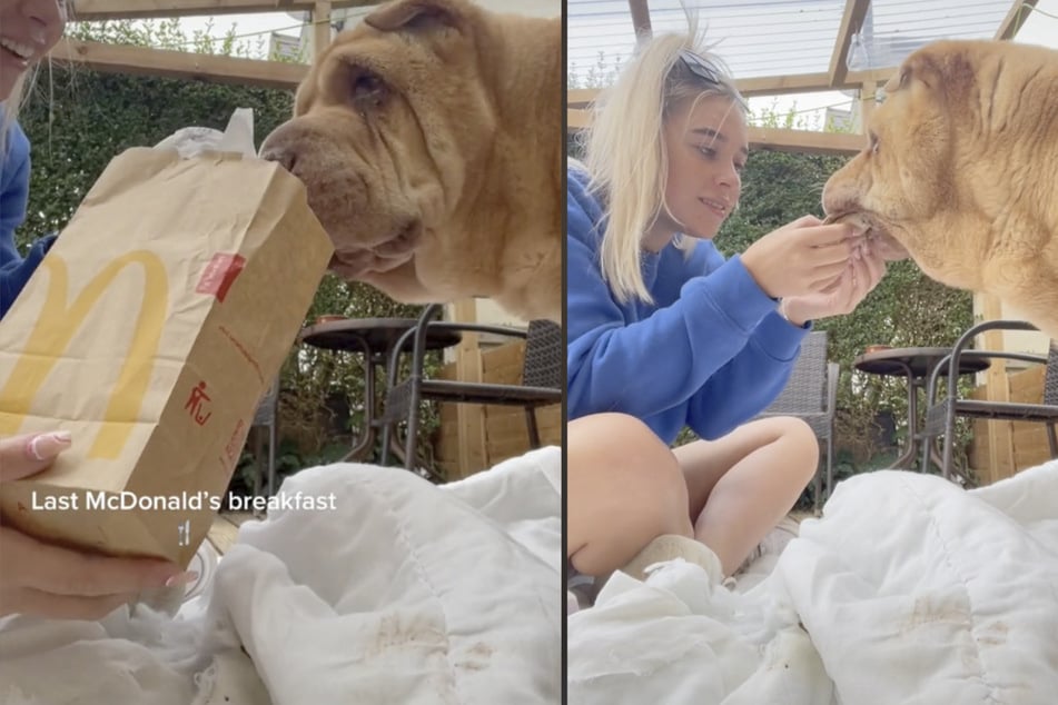 Frau füttert ihren Hund mit McDonald's-Burgern: Der Grund ist bitter